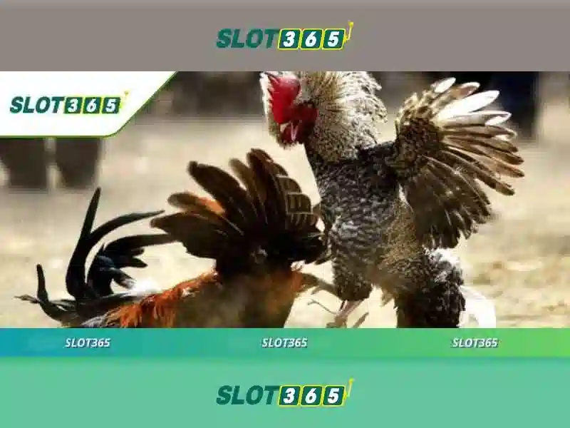 Tối ưu hóa slot365 apk