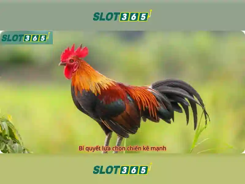 Ưu Đãi Slot365